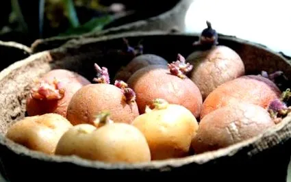 картофи