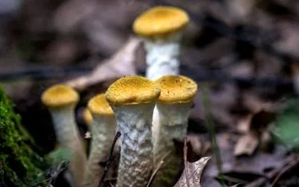 готвене armillaria