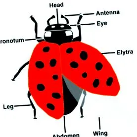 beetle