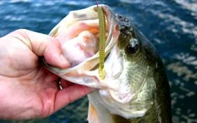largemouth
