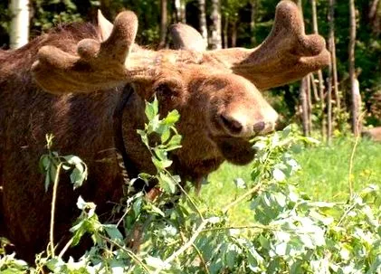 костромска ферма