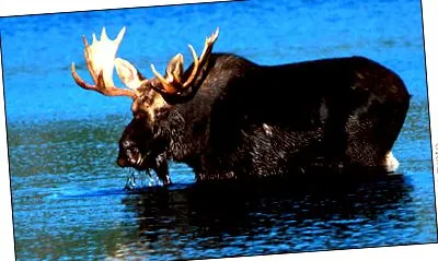 wildlife