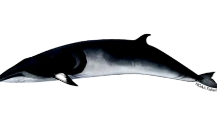whale