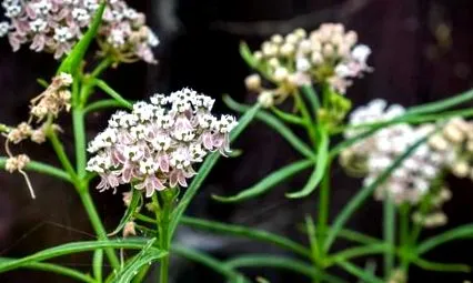 растения milkweed