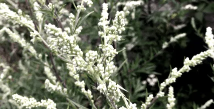 търсене mugwort