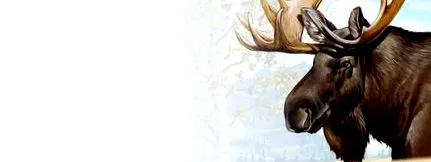 moose
