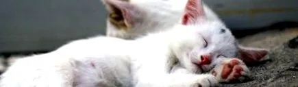 устата котката