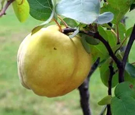 хранене