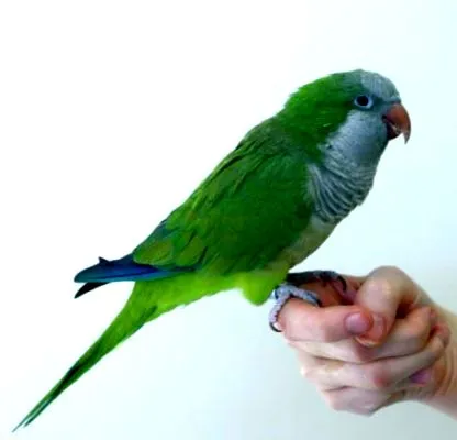 quaker