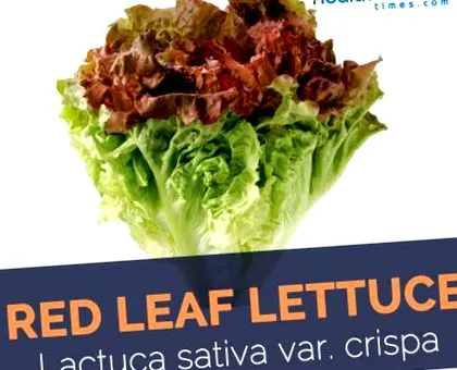 маруля