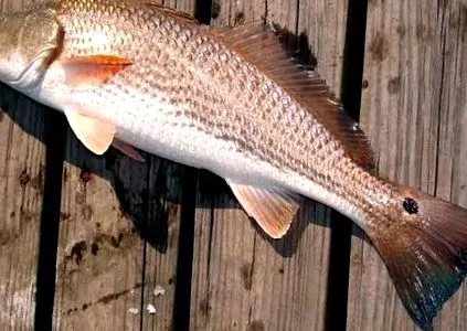 redfish