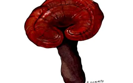 reishi reishi