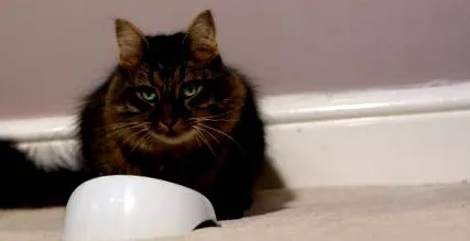 котешка котешка