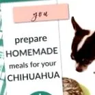 чихуахуа