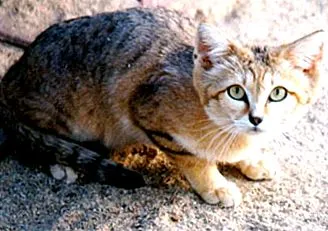 Felis margarita