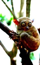 tarsier