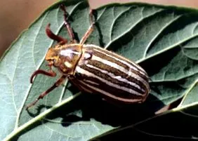 bugwoodwiki напрегнат
