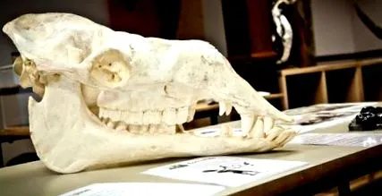 teeth zoological