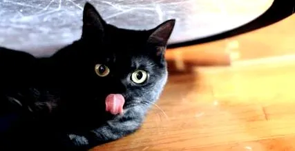 котки