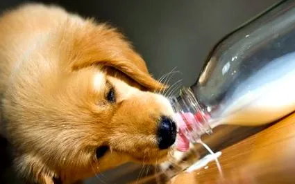 milk