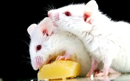 може може