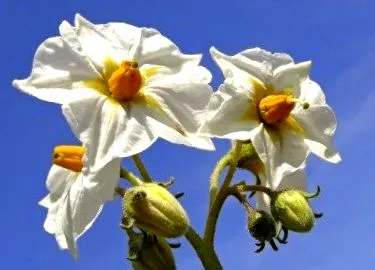 картофените
