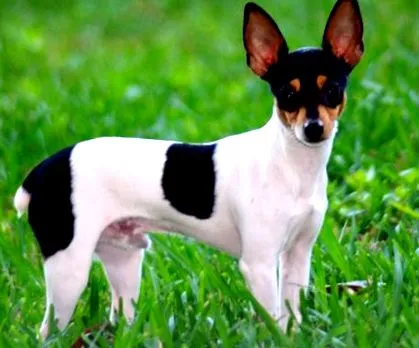petguide