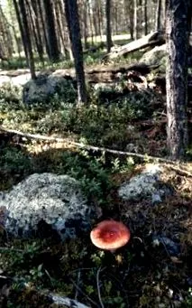 животни какво