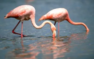 какво