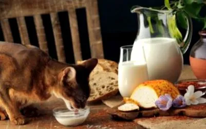котките