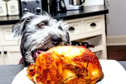кучето