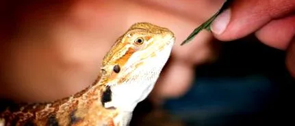 нахраним
