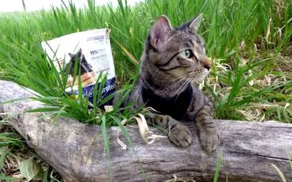котка