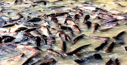 Seafood Watch