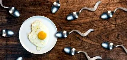 spermatozoizi