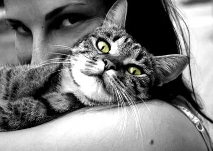 katzenworld