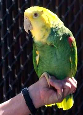 papagalii