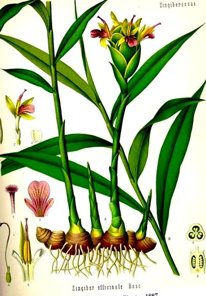 totul