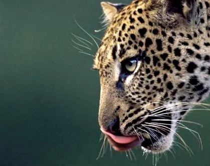 amur