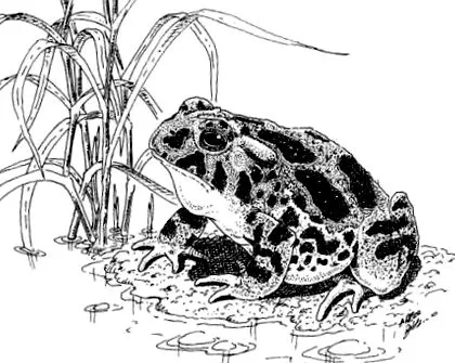 animalelor