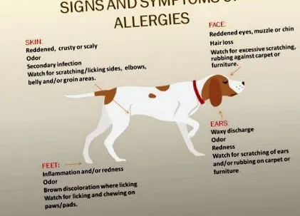 veterinary