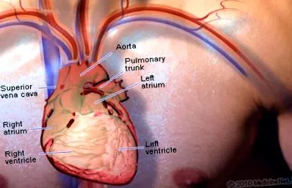 atrial