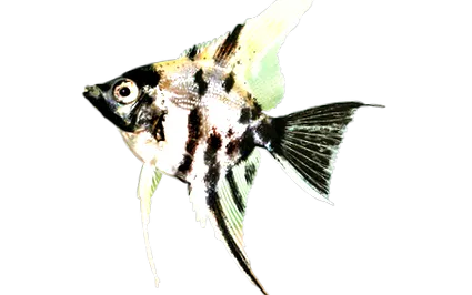 angelfish