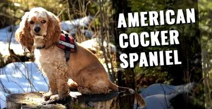 spaniel