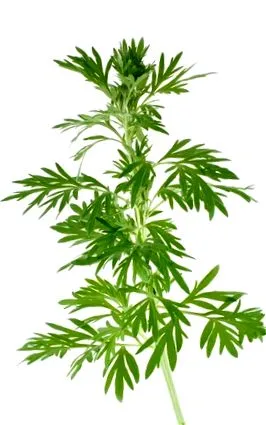 această plantă