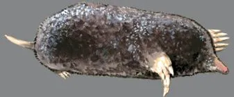 запитване