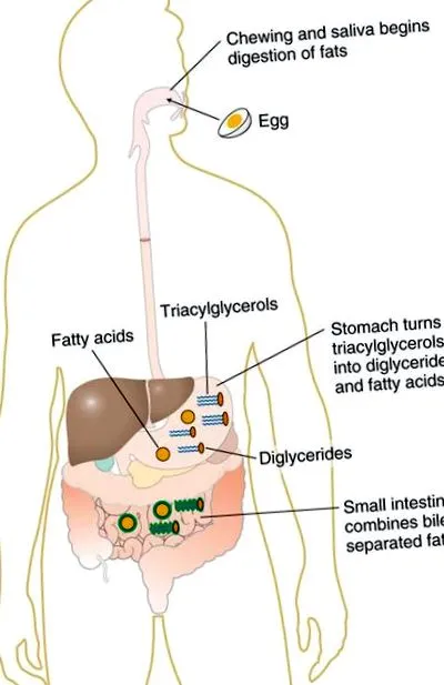 digestia