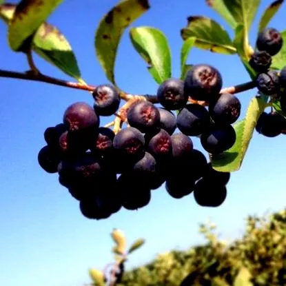 fructe