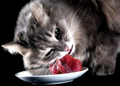 котки