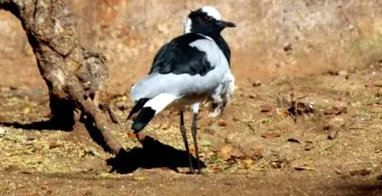 plover